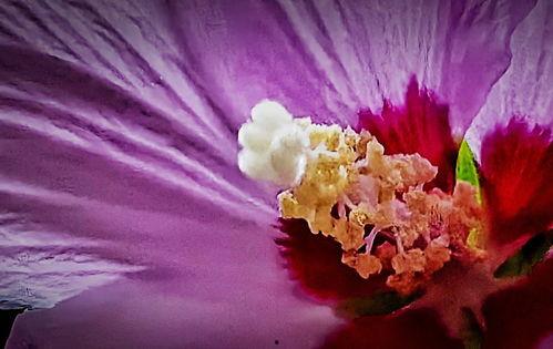 花蕊手机在线观看,在线观看,解锁科技魅力新篇章 第1张 花蕊手机在线观看,在线观看,解锁科技魅力新篇章 第1张