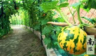 免费吃瓜不可多得的好地方,不可多得的好去处 第3张 免费吃瓜不可多得的好地方,不可多得的好去处 第3张